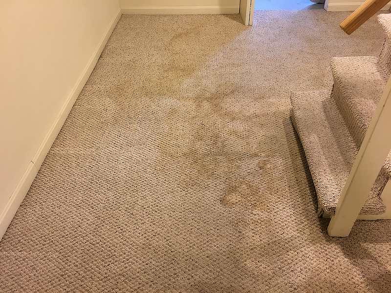 pet damage before