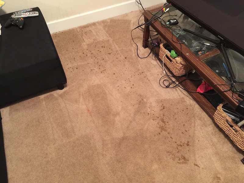 spots on basement carpet before